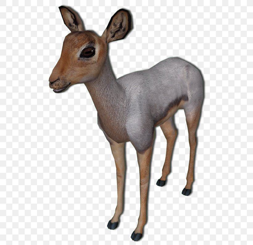 White-tailed Deer Antelope Beira Impala Musk Deer, PNG, 530x794px, Whitetailed Deer, Animal, Antelope, Beira, Com Download Free