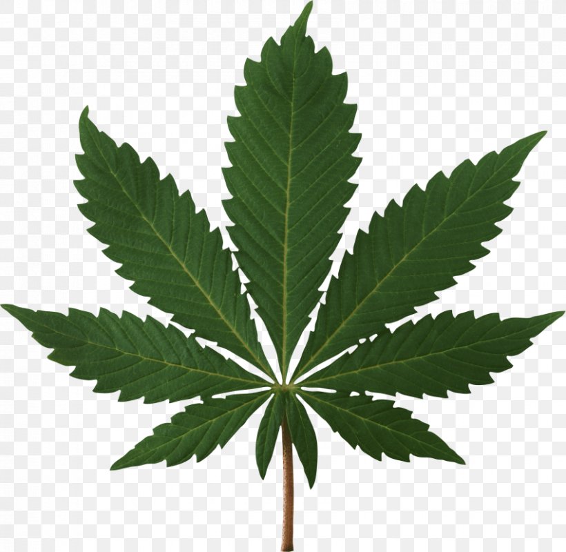 Cannabis Sativa Medical Cannabis Cannabis Shop, PNG, 850x830px, Cannabis Sativa, Cannabis, Cannabis Cultivation, Cannabis Industry, Cannabis Shop Download Free
