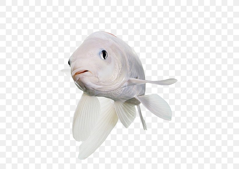 Koi Fish Pet Rabbit, PNG, 529x579px, Koi, Albinism, Carp, Common Carp, Duck Download Free