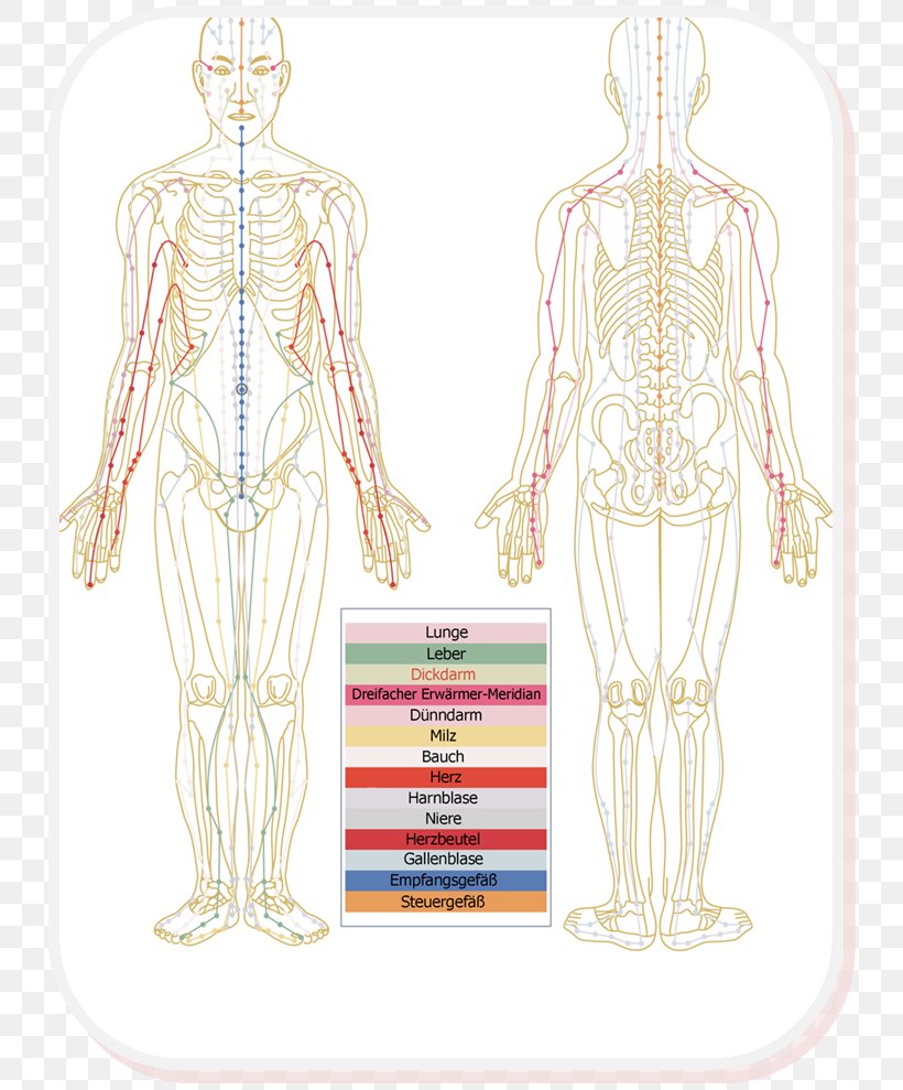 Meridian Thai Massage Traditional Chinese Medicine Body, PNG, 744x989px, Watercolor, Cartoon, Flower, Frame, Heart Download Free