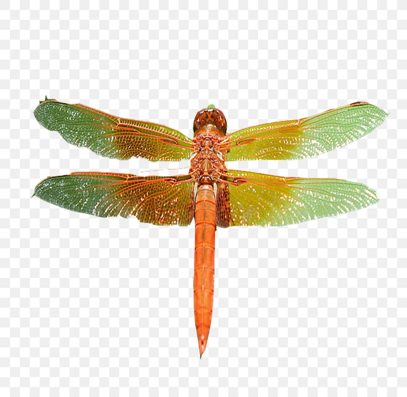 Dragonfly Pterygota Yellow, PNG, 800x800px, Dragonfly, Arthropod, Dragonflies And Damseflies, Gratis, Green Download Free