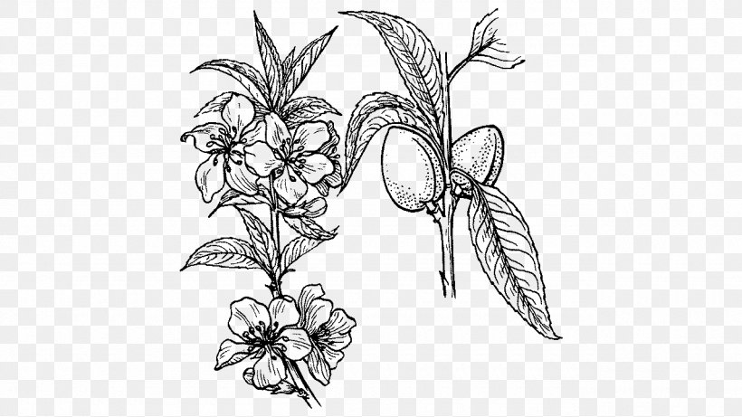 Drawing Line Art Plant Clip Art, PNG, 1280x720px, Drawing, Almond, Art, Artwork, Black And White Download Free