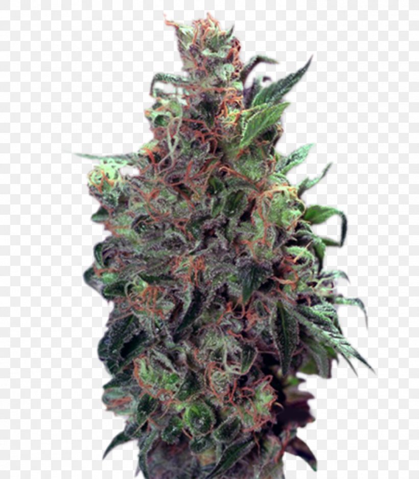 Hemp Cannabis Cup Feminized Cannabis Acapulco Gold High Times, PNG, 1399x1600px, Hemp, Acapulco Gold, Cannabis, Cannabis Cup, Cash On Delivery Download Free
