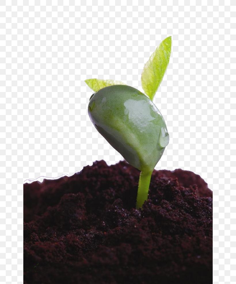 Leaf Shoot Seedling Soil Plant, PNG, 658x988px, Leaf, Bud, Data, Data Compression, Germination Download Free