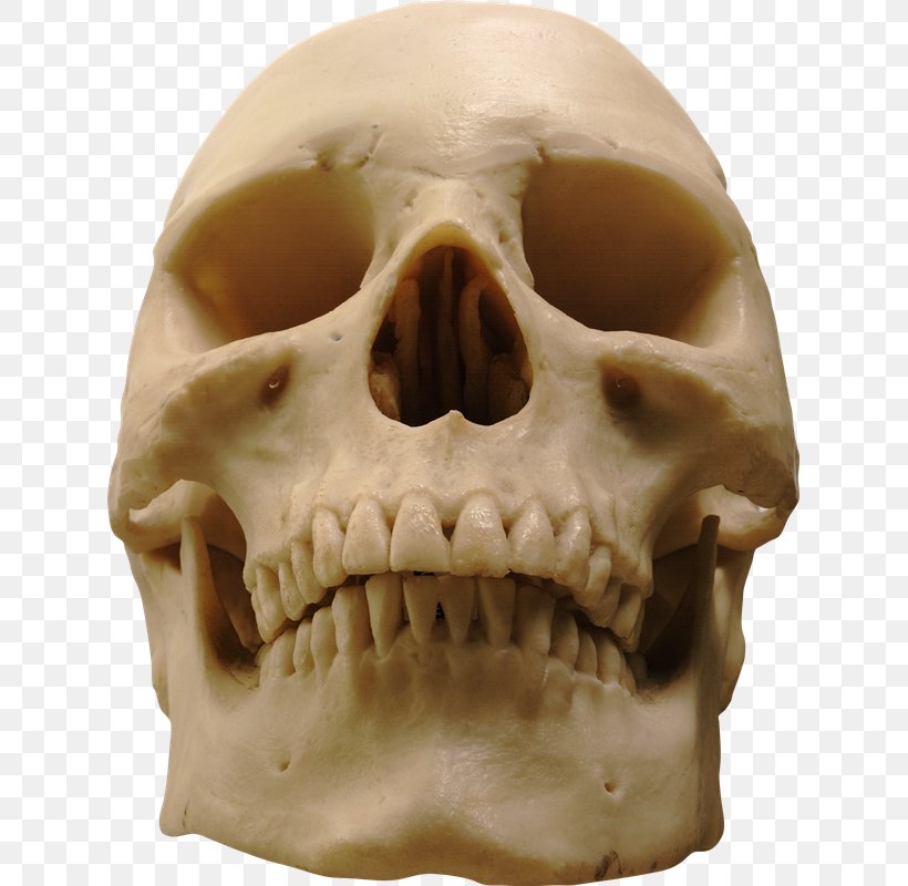 Skull Clip Art Skeleton Image, PNG, 625x800px, Skull, Bone, Diagram, Head, Human Head Download Free