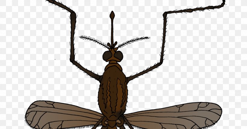Insect Mosquito Animal Fly Pest, PNG, 1200x630px, Insect, Animal, Arthropod, Bug Zapper, Environmental Education Download Free