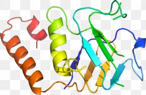 Design - Organism Clip Art PNG