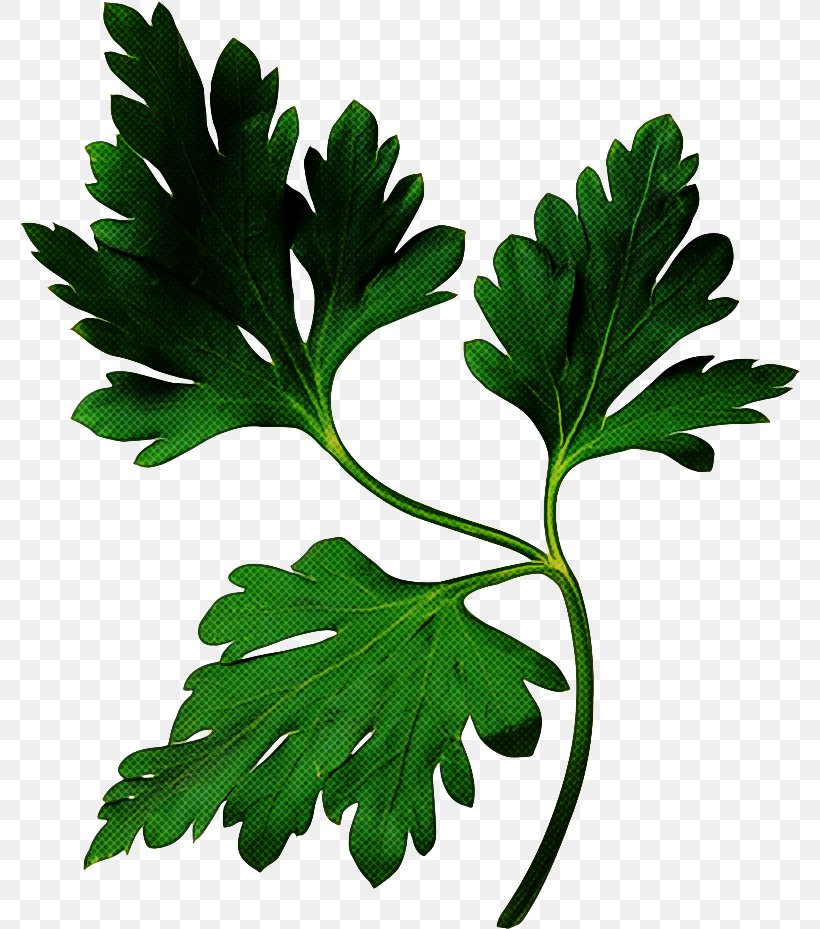 Parsley, PNG, 780x929px, Leaf, Flower, Green, Herb, Leaf Vegetable Download Free