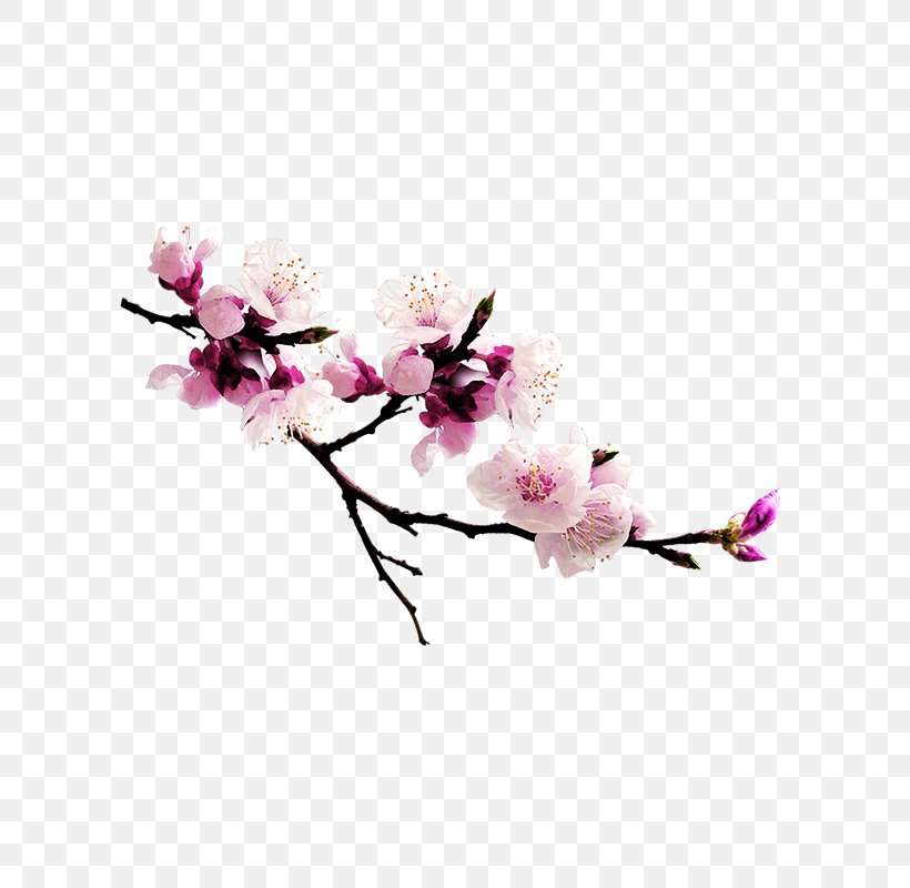 Peach Download Computer File, PNG, 800x800px, Peach, Blossom, Branch, Button, Cherry Blossom Download Free
