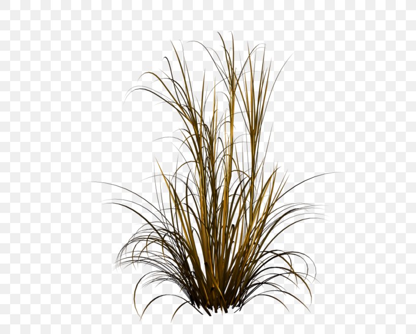Purple Fountain Grass Lawn Grasses Photography, PNG, 600x659px, Purple Fountain Grass, Commodity, Fountain Grass, Grass, Grass Family Download Free