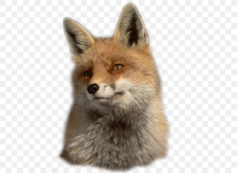 Red Fox Kit Fox Gray Fox Animal, PNG, 512x599px, Red Fox, Animal, Carnivoran, Dog Like Mammal, Fauna Download Free