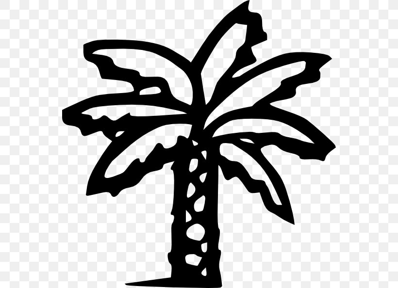 Arecaceae Tree Clip Art, PNG, 564x594px, Arecaceae, Artwork, Bark, Black And White, Date Palm Download Free