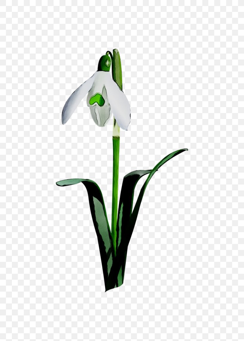 Cut Flowers Petal Plant Stem Plants, PNG, 767x1146px, Flower, Alismatales, Amaryllis Family, Arum Family, Arum Lilies Download Free