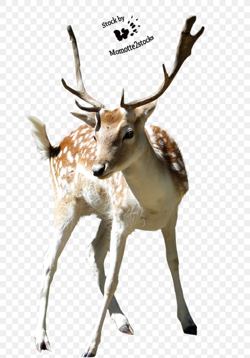 Deer Clip Art, PNG, 683x1171px, Deer, Animal, Antelope, Antler, Fauna Download Free