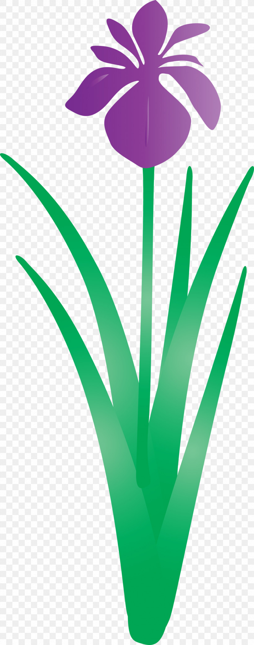 Iris Flower Spring Flower, PNG, 1183x3000px, Iris Flower, Flower, Grass, Green, Leaf Download Free