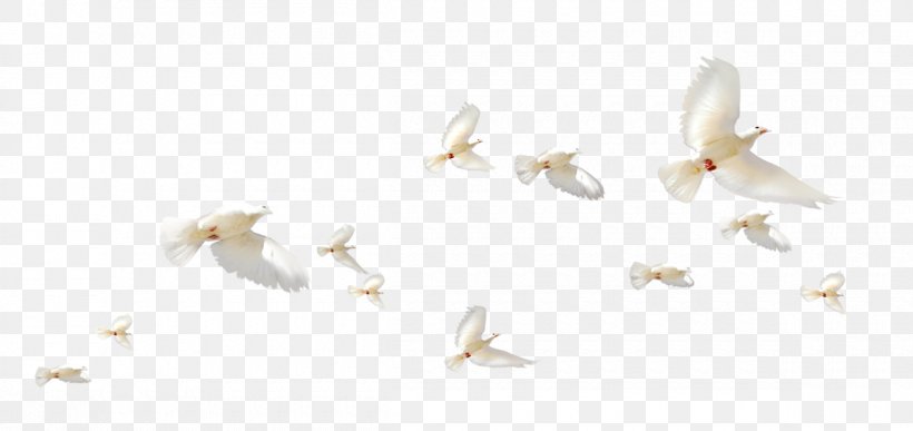 Rock Dove Flight Columbidae Wing, PNG, 1200x567px, Rock Dove, Columba, Columbidae, Feather, Flight Download Free