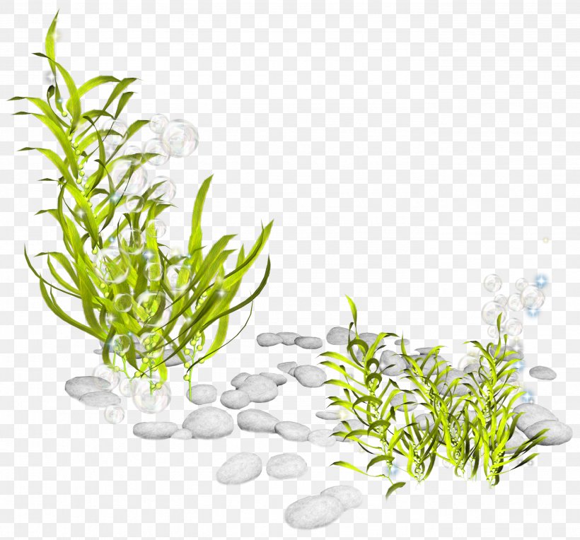 Seaweed Plant Seabed Clip Art, PNG, 2779x2592px, Seaweed, Algae, Aquarium Decor, Aquatic Plants, Flowerpot Download Free