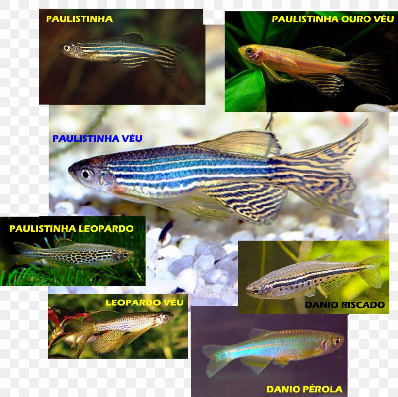 Zebrafish Aquariums Fishkeeping, PNG, 1600x1599px, Zebrafish, Advertising, Aquarium, Aquariums, Barb Download Free