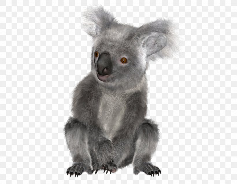 Baby Koala Bear The Koala Greeting & Note Cards, PNG, 1867x1446px, Koala, Animal, Baby Koala, Bear, Birthday Download Free