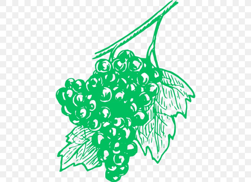 Common Grape Vine Wine Concord Grape Grappa, PNG, 456x595px, Grape, Area, Artwork, Black And White, Branch Download Free