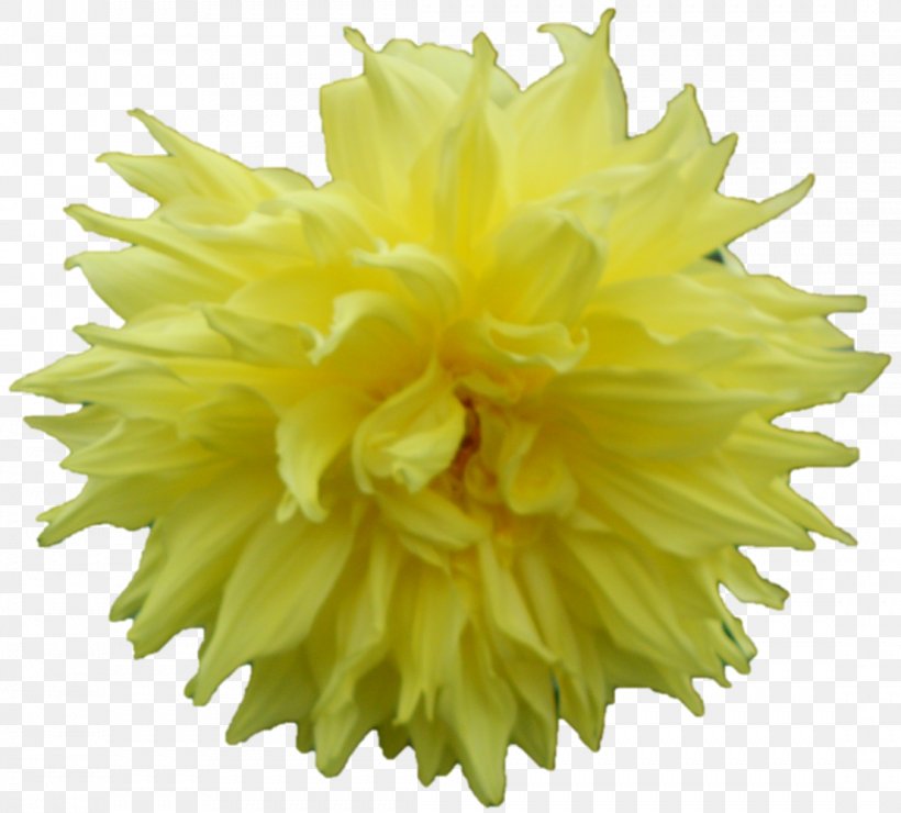 Flowers Background, PNG, 1107x1000px, Dahlia, Cut Flowers, Flower, Petal, Plant Download Free