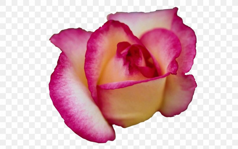 Garden Roses Flower Name Love 1 Corinthians 13, PNG, 1920x1200px, 1 Corinthians 13, Garden Roses, Anger, Bud, Category Of Being Download Free