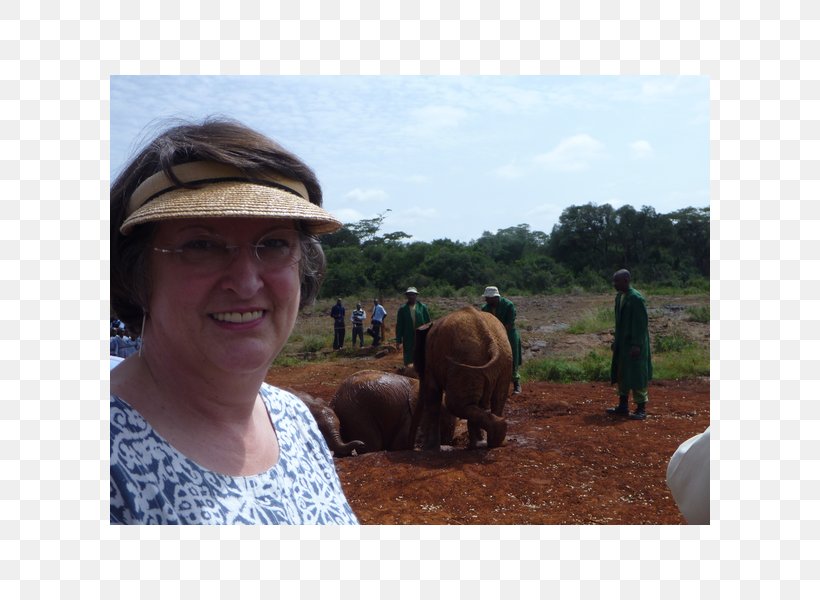 Indian Elephant African Elephant Pack Animal Safari Elephantidae, PNG, 600x600px, Indian Elephant, African Elephant, Elephant, Elephantidae, Elephants And Mammoths Download Free