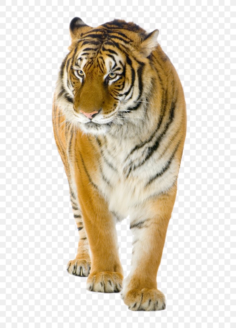 Lion Felidae Bengal Tiger Stock Photography, PNG, 701x1139px, Lion, Animal, Bengal Tiger, Big Cat, Big Cats Download Free