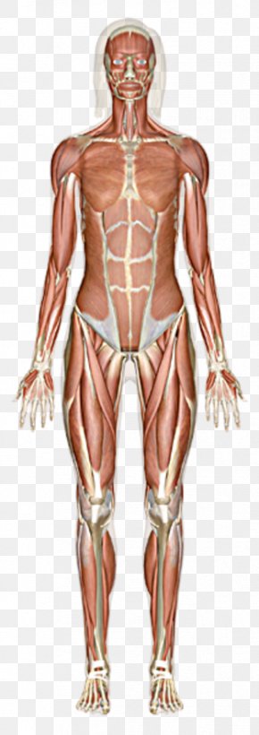 Muscular System Skeletal Muscle Human Body Human Skeleton, PNG ...