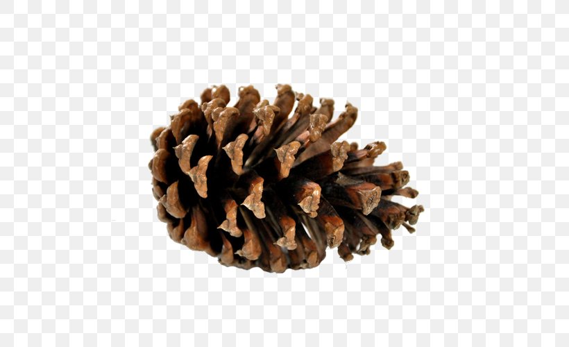 Pine Conifer Cone Information Confectionery, PNG, 500x500px, Pine, Cone, Confectionery, Conifer Cone, Information Download Free