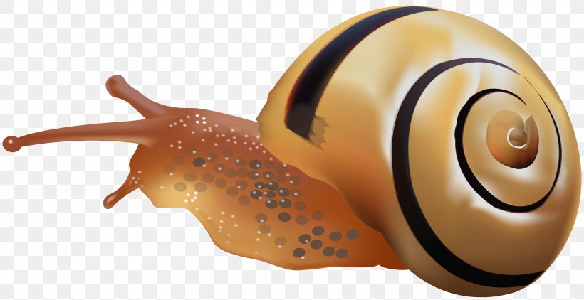 Snail Orthogastropoda Desktop Wallpaper Polymita Picta Clip Art, PNG, 8000x4118px, Snail, Emerald Green Snail, Gastropod Shell, Gastropods, Grove Snail Download Free