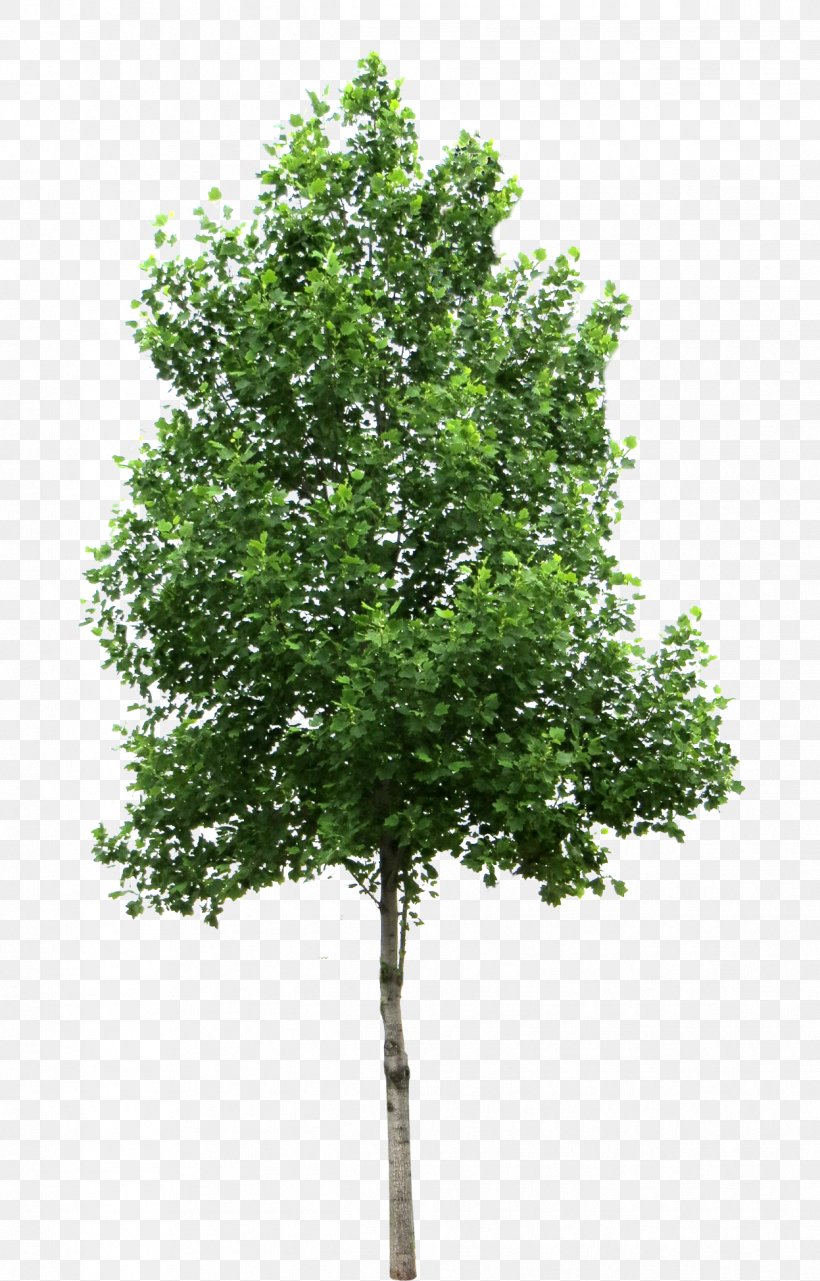 Tree Landscaping Clipping Path Pine Landscape, PNG, 1247x1949px, 2d Computer Graphics, 3d Computer Graphics, Tree, Arborist, Birch Download Free