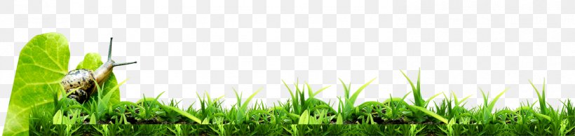 Green Wallpaper, PNG, 1495x355px, Green, Base, Computer, Edge, Energy Download Free