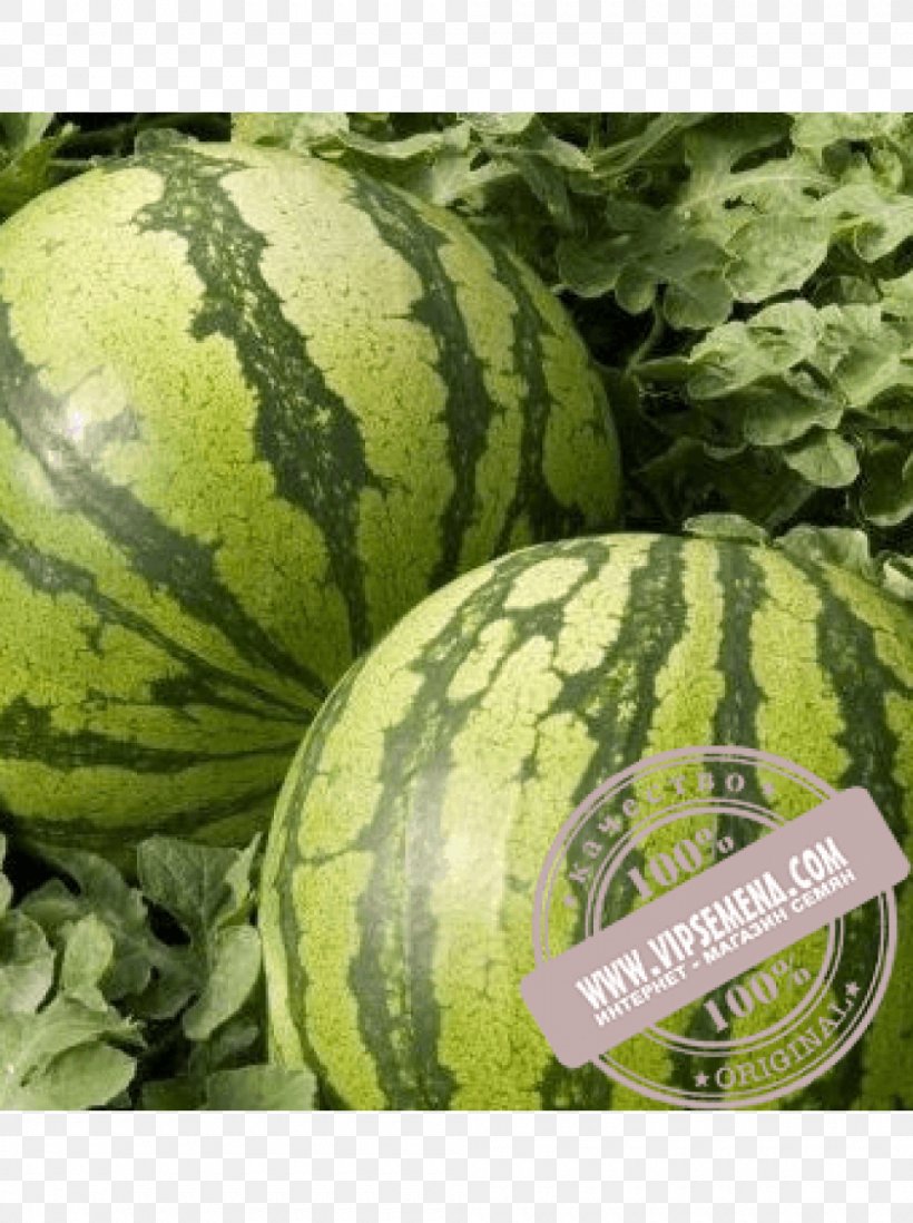 Watermelon Seed Rijk Zwaan Winter Squash Plant, PNG, 1000x1340px, Watermelon, Citrullus, Cucumber Gourd And Melon Family, Cucurbita, Formula 1 Download Free