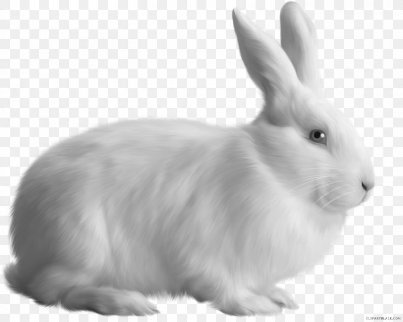 Domestic Rabbit Hare European Rabbit, PNG, 1462x1173px, Domestic Rabbit, Animal, Black And White, European Rabbit, Fauna Download Free