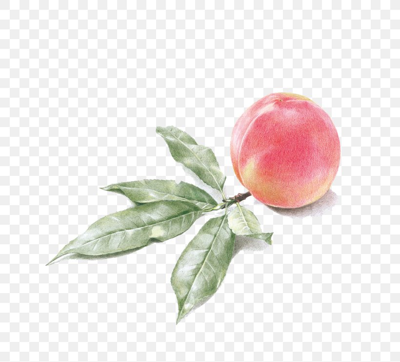 Drawing Watercolor Painting Peach, PNG, 658x741px, Drawing, Apple, Art, Auglis, Food Download Free