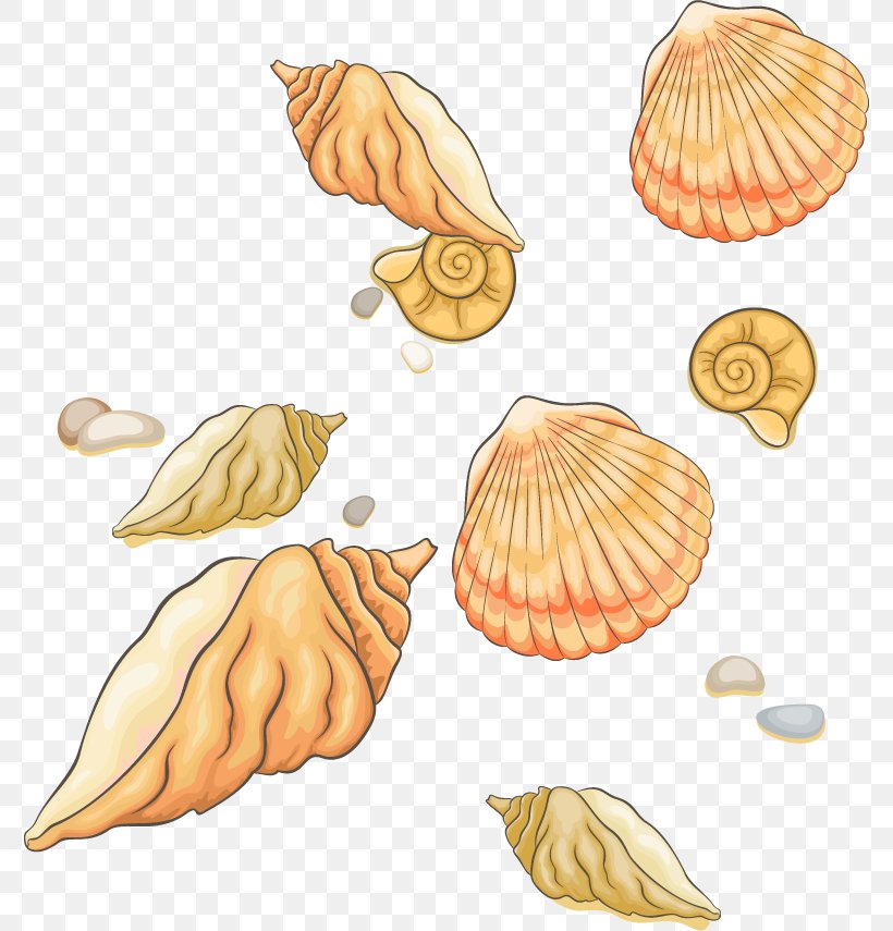 Seashell Clip Art, PNG, 776x855px, Seashell, Artworks, Conchology, Illustrator, Invertebrate Download Free