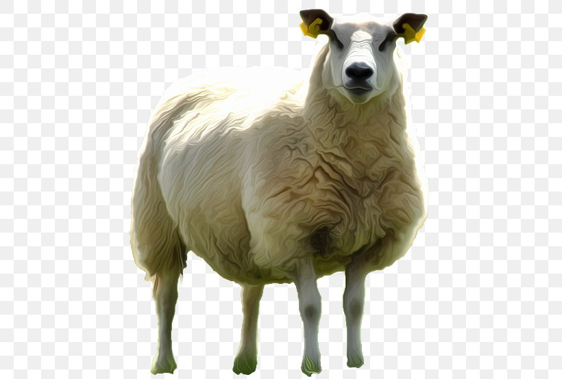 Sheep Kocabas Mandira SK Dağıstanlı Peynir Dükkanı Cheese, PNG, 528x554px, Sheep, Cheese, Cow Goat Family, Dutch Cancer Society, Edremit Download Free