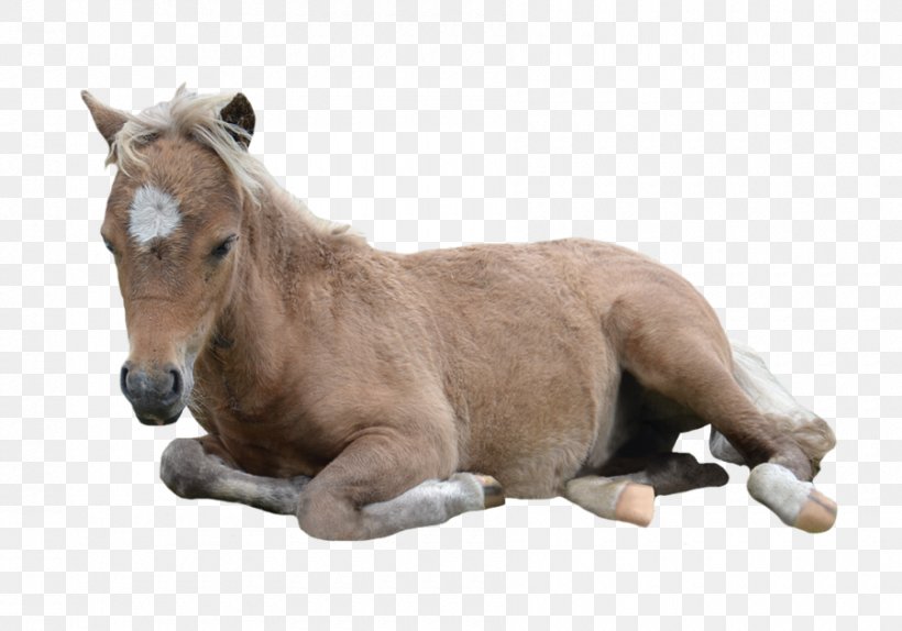 American Miniature Horse Pony American Paint Horse Arabian Horse Mustang, PNG, 900x630px, American Miniature Horse, American Paint Horse, Animal, Arabian Horse, Colt Download Free