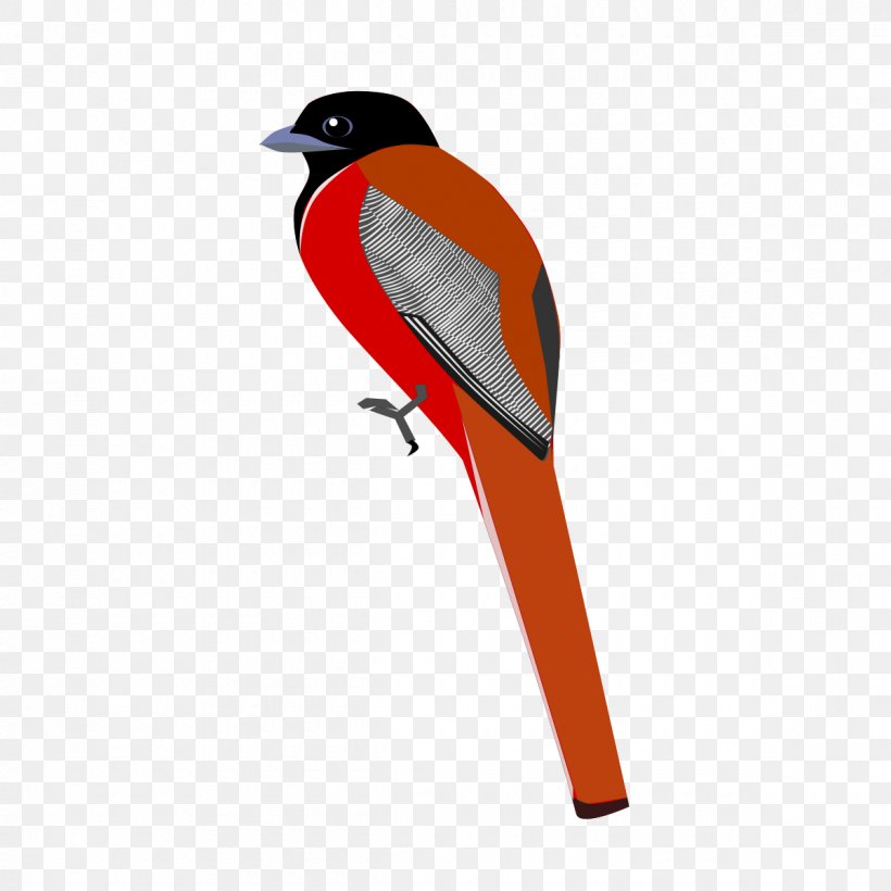 Bird Malabar Trogon, PNG, 1200x1200px, Bird, Animal, Beak, Finch, Harpactes Download Free