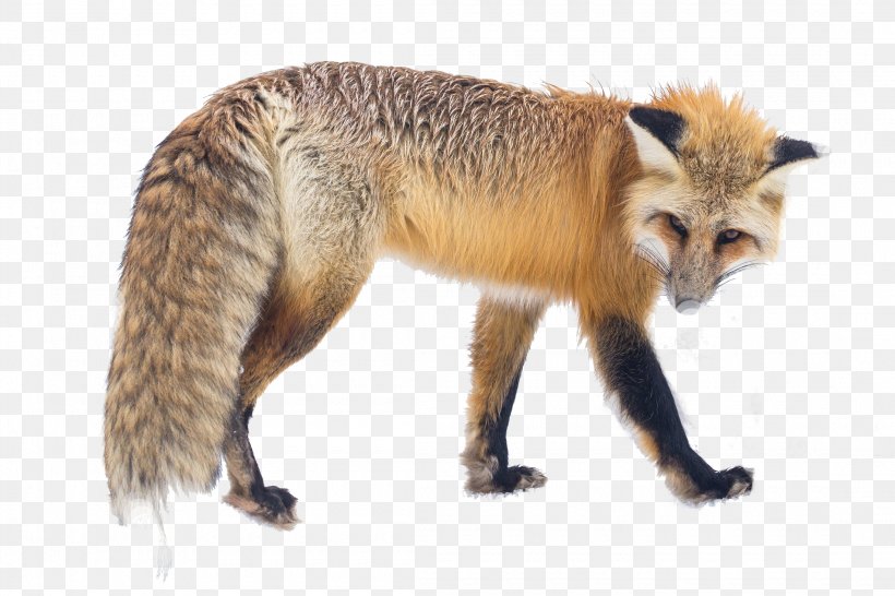 Vulpes The Red Fox The Royal Ranger: A New Beginning Arctic Fox, PNG, 2200x1466px, Red Fox, Arctic Fox, Book, Carnivoran, Dog Like Mammal Download Free