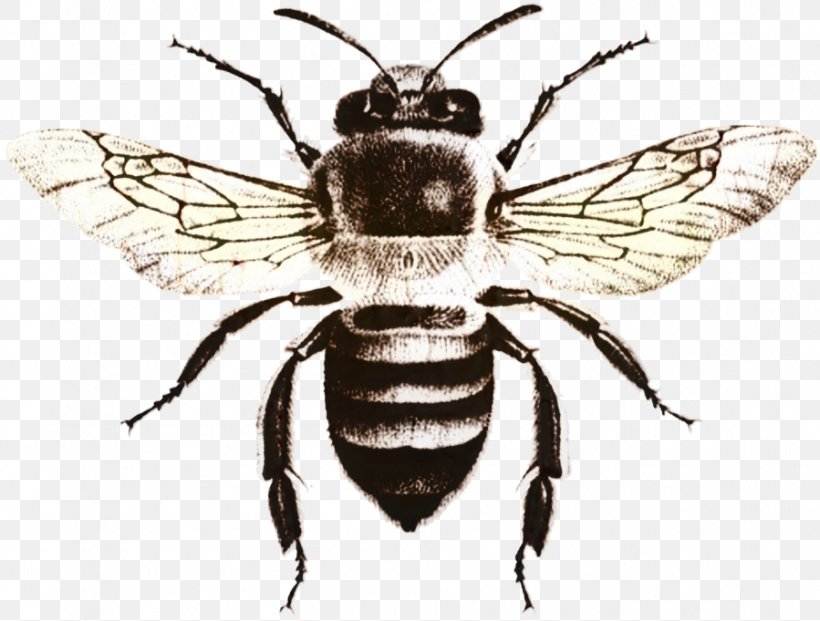 Bee Background, PNG, 899x681px, Honey Bee, Arthropod, Bee, Beetle, Black Fly Download Free