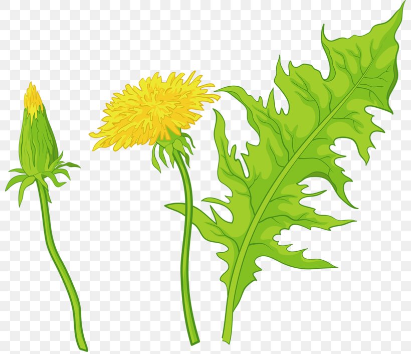 Common Dandelion Leaf Euclidean Vector Flower Illustration, PNG, 800x706px, Common Dandelion, Can Stock Photo, Chrysanths, Daisy Family, Dandelion Download Free