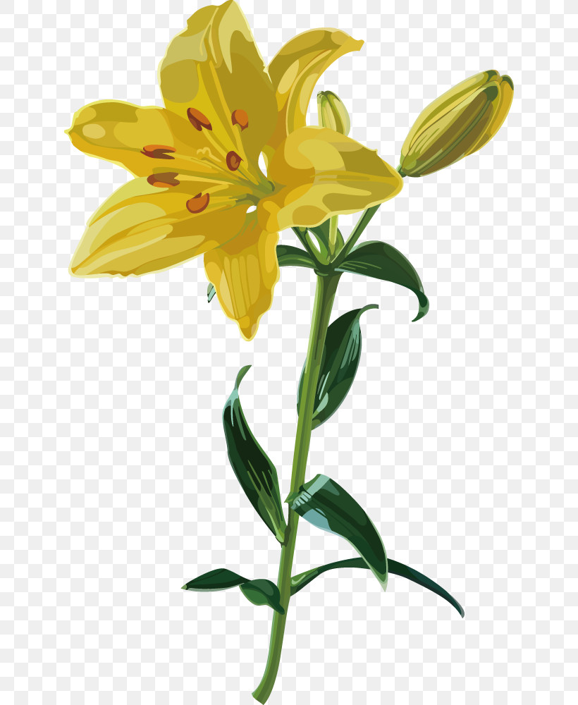 Lily Flower, PNG, 638x1000px, Lily Flower, Biology, Cut Flowers, Daylilies, Flower Download Free