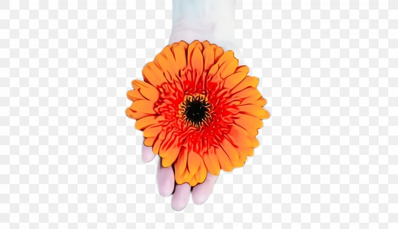 Orange, PNG, 2000x1156px, Watercolor, Barberton Daisy, Daisy Family, English Marigold, Flower Download Free