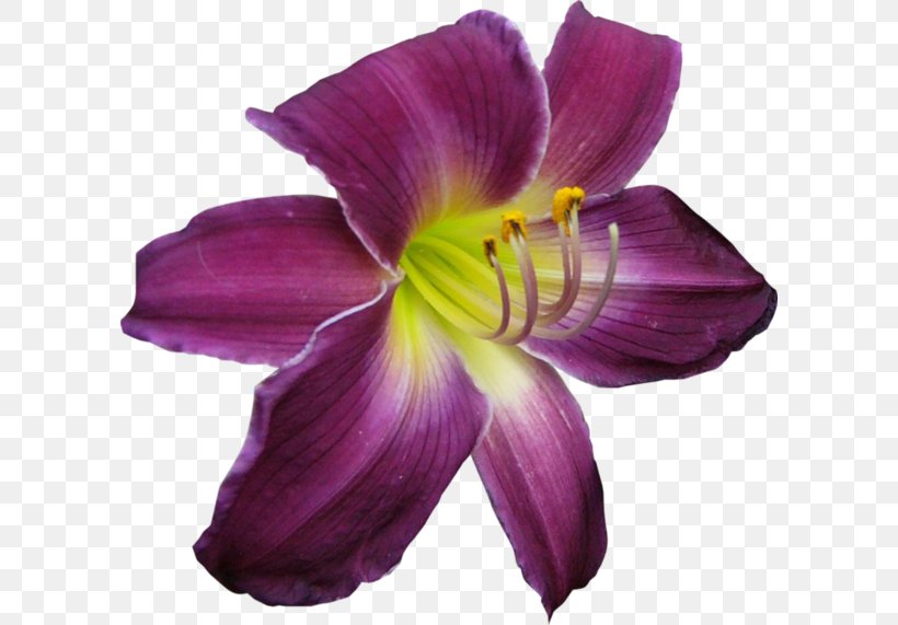 Purple Flower Icon, PNG, 600x571px, Purple, Color, Daylily, Flower, Lilac Download Free