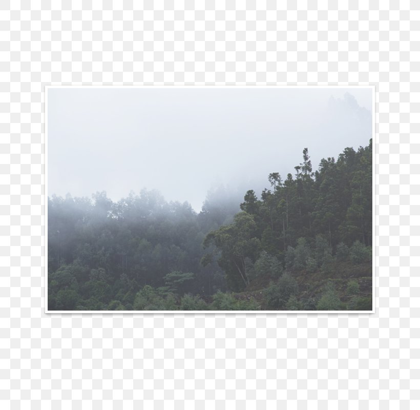Mist Forest Fog Land Lot Hill Station, PNG, 800x800px, Mist, Area, Cloud, Fog, Forest Download Free
