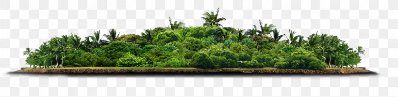 Tree Download, PNG, 1714x422px, Tree, Data, Forest, Grass, Grass Family Download Free