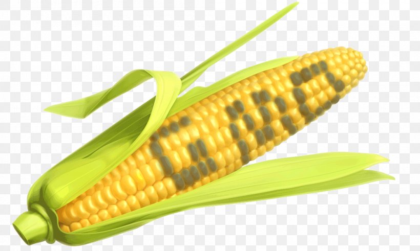 Genetically Modified Maize Corn On The Cob Genetically Modified Organism Genetically Modified Food, PNG, 1000x600px, Maize, Agriculture, Commodity, Corn Kernel, Corn Kernels Download Free