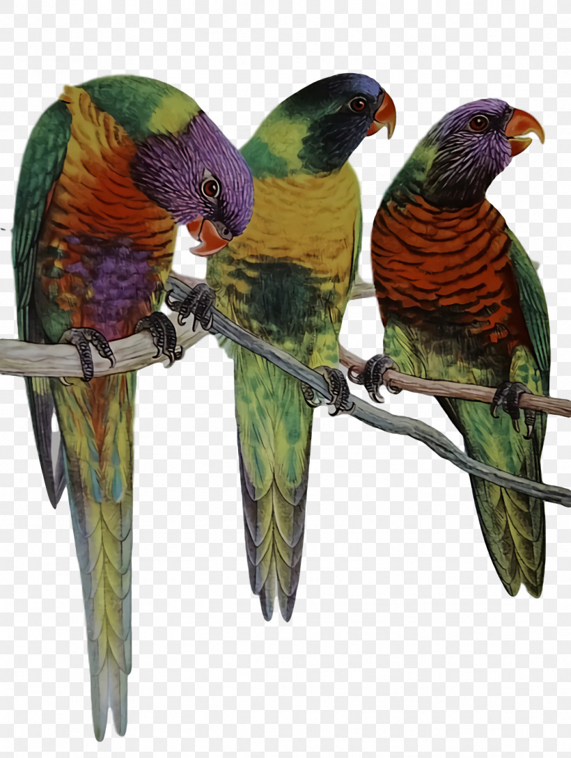 Lovebird, PNG, 1084x1440px, Loriini, Beak, Lovebird, Macaw, Parakeet Download Free